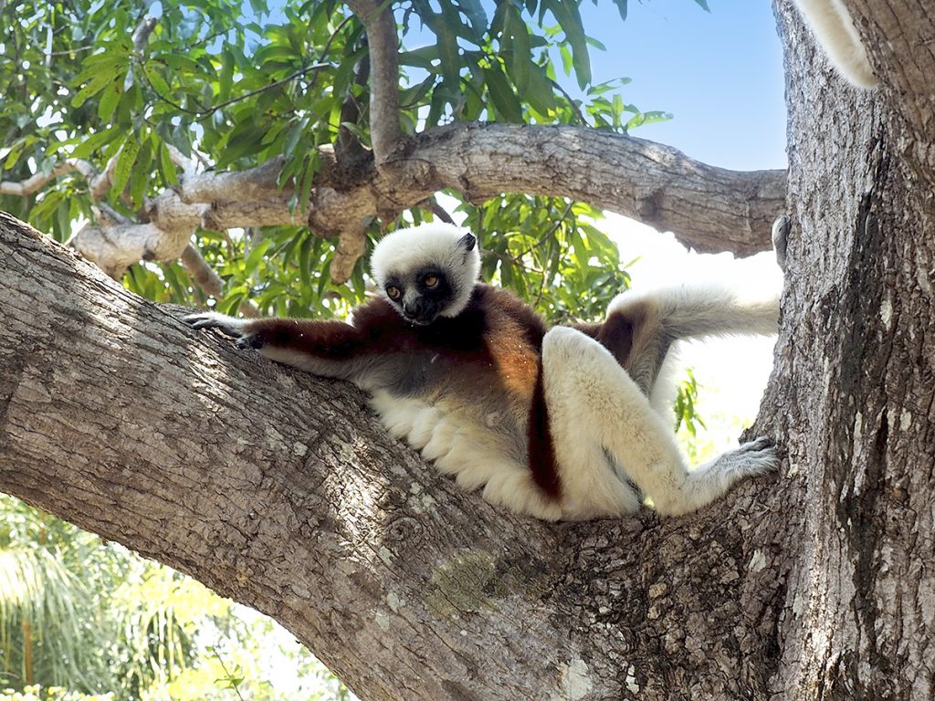 Pažintinė kelionė į Madagaskarą!